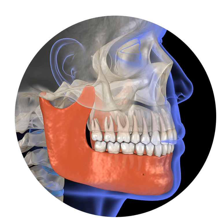 3d model of teeth and skull
